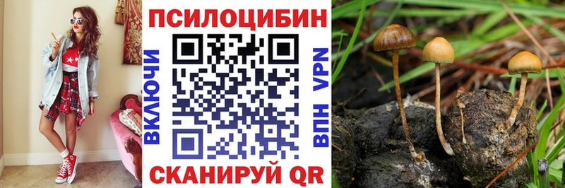 даркнет официальный сайт Сибай Псилоцибиновые грибы Psilocybe
